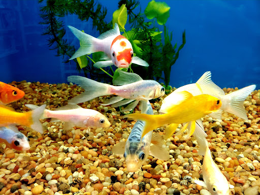 Pet Supply Store «Pet Supermarket», reviews and photos, 545 Cool Springs Blvd, Franklin, TN 37067, USA