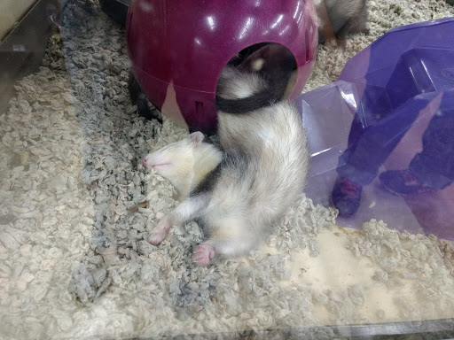 Pet Supply Store «Petco Animal Supplies», reviews and photos, 360 N Bedford Rd, Mt Kisco, NY 10549, USA