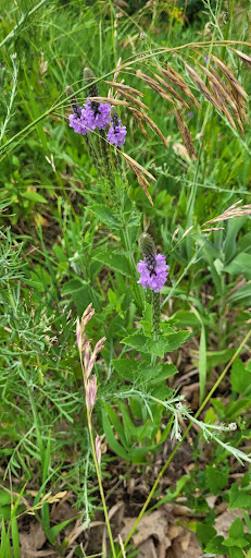 Nature Preserve «Pine Bend Bluffs Scientific and Natural Area (SNA)», reviews and photos, 111th St E, Inver Grove Heights, MN 55077, USA