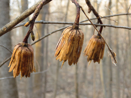 Nature Preserve «Greenbrook Nature Sanctuary», reviews and photos, Green Brook Rd, Tenafly, NJ 07670, USA
