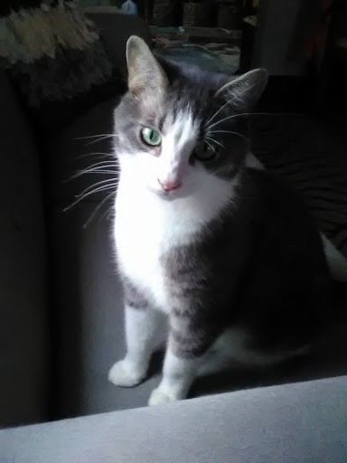 Pet Supply Store «Pet Supplies Plus», reviews and photos, 15060 Eureka Rd, Southgate, MI 48195, USA