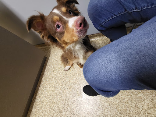 John Young Parkway Animal Hospital
