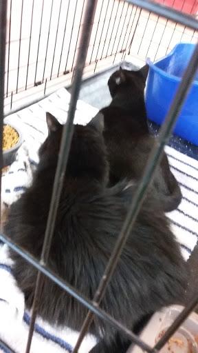 Pet Store «Pets Plus - Lansdale», reviews and photos, 555 S Broad St, Lansdale, PA 19446, USA