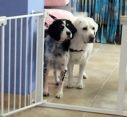 Peluquería Canina CAN CAN - Servicios para mascota en Zaragoza