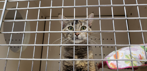 Pet Supply Store «Petco Animal Supplies», reviews and photos, 8111 W Broward Blvd, Plantation, FL 33324, USA