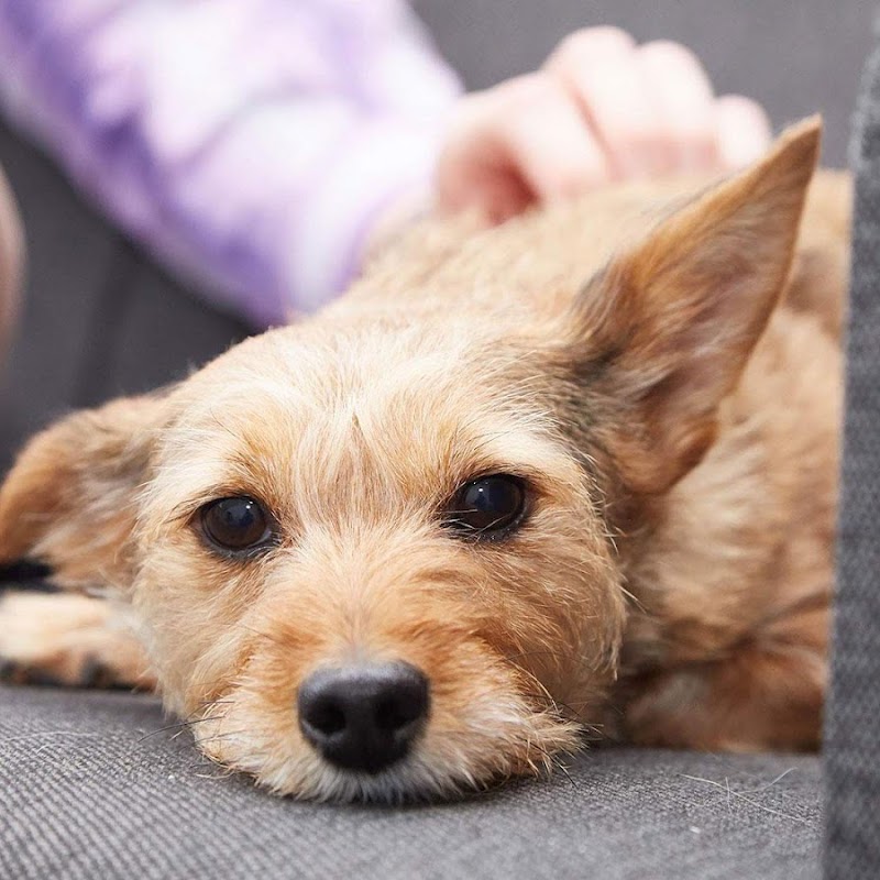 Beaumont Veterinary Group - Oxford