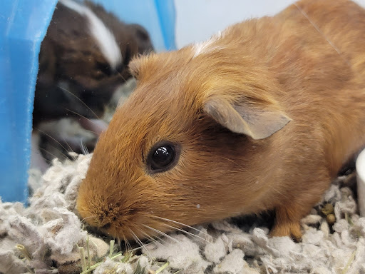 Pet Supply Store «Petco Animal Supplies», reviews and photos, 11398 Bandera Rd #403, San Antonio, TX 78250, USA