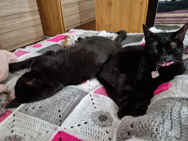 Comments and reviews of Cats Protection - Gildersome Homing Centre