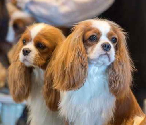 Pet Store «Pet Express», reviews and photos, 100 Independence Way, Danvers, MA 01923, USA