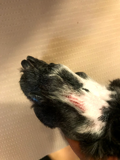 Pet Supply Store «Dog Savvy», reviews and photos, 1402 Larimer St, Denver, CO 80202, USA