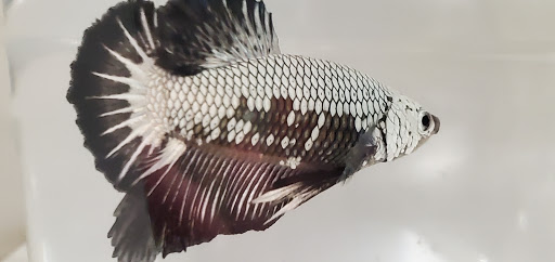 Pet Supply Store «Petco Animal Supplies», reviews and photos, 5631 Grove Blvd, Hoover, AL 35226, USA