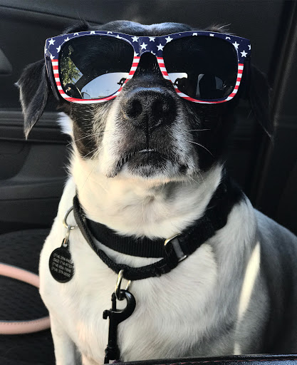 I.C.A.R.E. Dog Rescue image