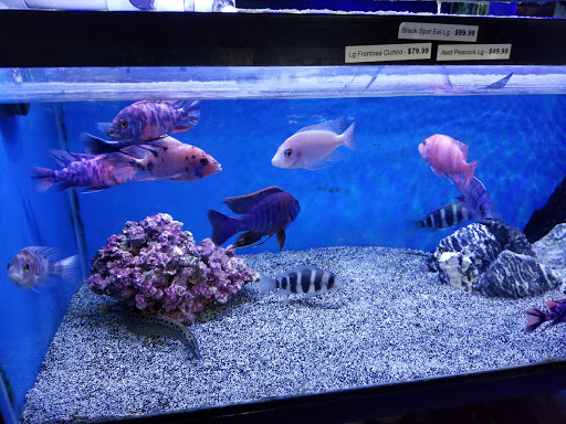 Pet Store «Exotic Fish & Pets», reviews and photos, 3272 N 5th Street Hwy, Reading, PA 19605, USA