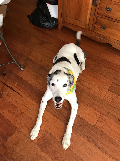 Pet Supply Store «PetSmart», reviews and photos, 7 U.S. 9, Manalapan Township, NJ 07726, USA