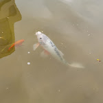 Photo n°7 de l'avis de Karl-Heinz.e fait le 26/08/2023 à 18:32 sur le  NOVINA HOTEL Südwestpark Nürnberg à Nuremberg