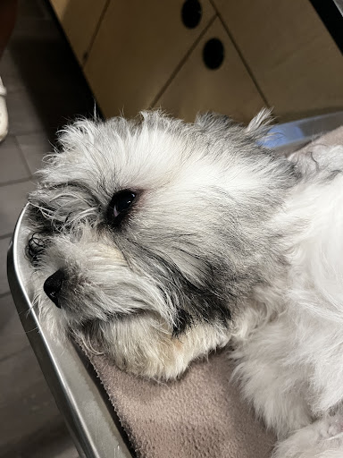 Pet Supply Store «PetSmart», reviews and photos, 1520 Pleasant Valley Rd, Manchester, CT 06042, USA