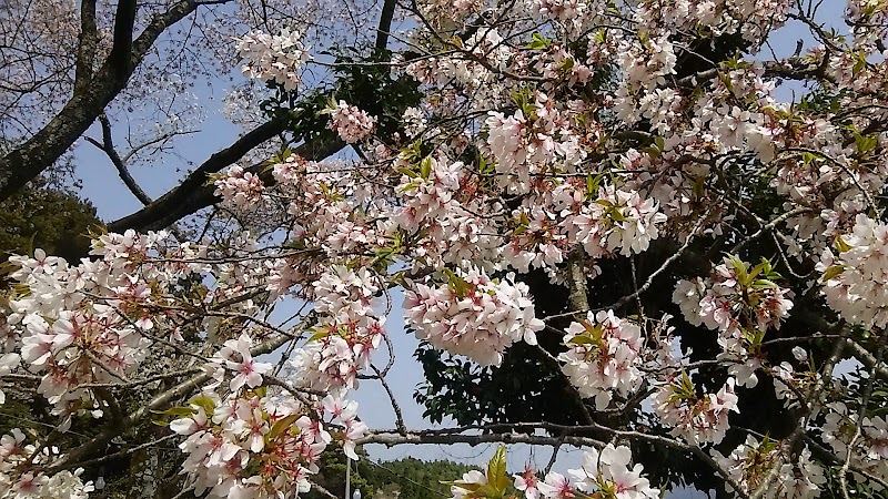 明星桜 佐賀県伊万里市東山代町浦川内 文化的ランドマーク グルコミ