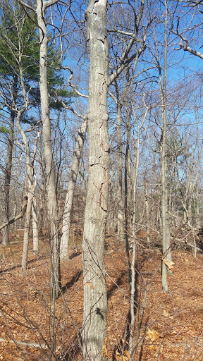 Country Club «Meadow Brook Club», reviews and photos, Cedar Swamp Rd, Jericho, NY 11753, USA