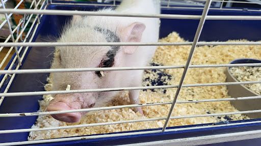 Pet Supply Store «Lucky Pets», reviews and photos, 9219 Whittier Blvd, Pico Rivera, CA 90660, USA