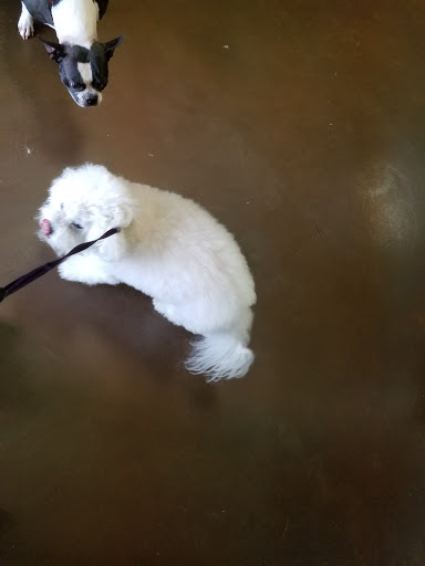 Pet Supply Store «Adogable PET SERVICES», reviews and photos, 4884 Sun City Center Blvd, Sun City Center, FL 33573, USA