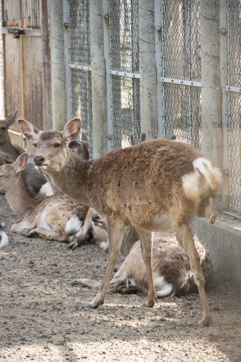 （一財）奈良の鹿愛護会