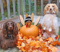 Tactical Pet Services & Equine - Photo 3 - Car repair in Litchfield Park, AZ, Phoenix