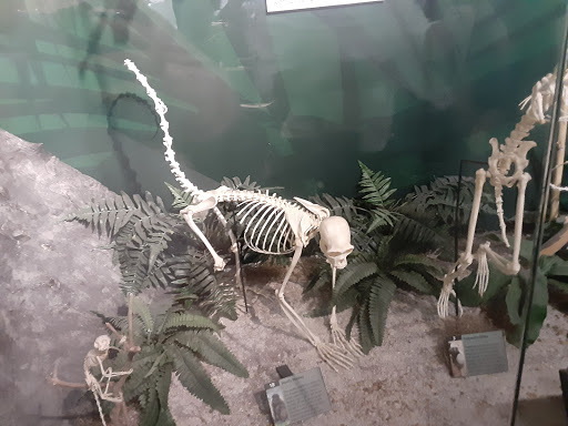 Museum «SKELETONS: Museum Of Osteology», reviews and photos, 8441 International Dr Suite 250, Orlando, FL 32819, USA