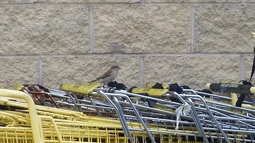 Discount Store «Dollar General», reviews and photos, 6635 S Old State Rd 59, Clay City, IN 47841, USA