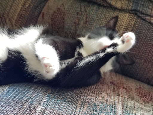 Pet Supply Store «PetSmart», reviews and photos, 1550 Butterfield Rd, Downers Grove, IL 60515, USA