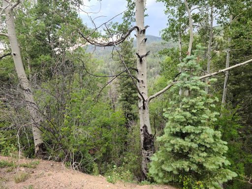 Escape to Enchantment: Your Guide to New Mexico's Aspen Basin Campground