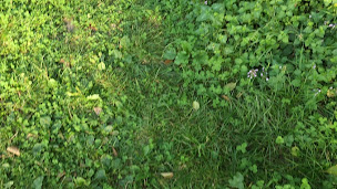 Photo n°29 de Lac de Gery à Saint-Béat-Lez ()