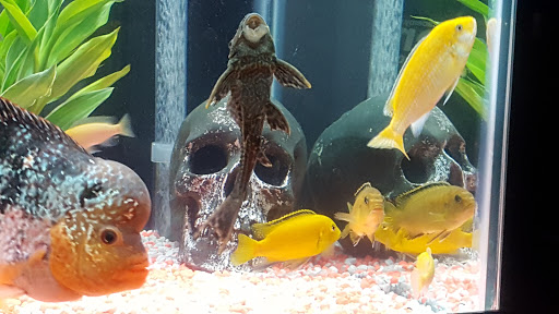 Tropical Fish Store «Fishland», reviews and photos, 13155 Westheimer Rd #114, Houston, TX 77077, USA