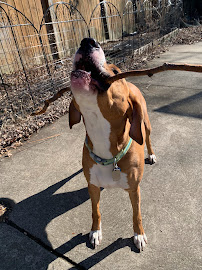 Reliable Pet And House Sitting LLC - Photo 9 - Car repair in Fairview Park, OH, Lorain