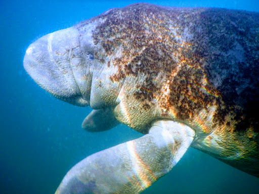 Tourist Attraction «Fun 2 Dive - Swim with Manatees», reviews and photos, 135 NE 3rd St, Crystal River, FL 34429, USA