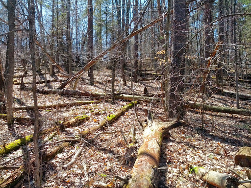 Nature Preserve «Leonard Preserve», reviews and photos, N Union St, Manchester, MI 48158, USA