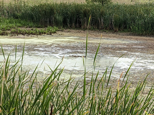 Nature Preserve «Rollins Savanna Forest Preserve», reviews and photos, 20160 W Washington St, Grayslake, IL 60030, USA