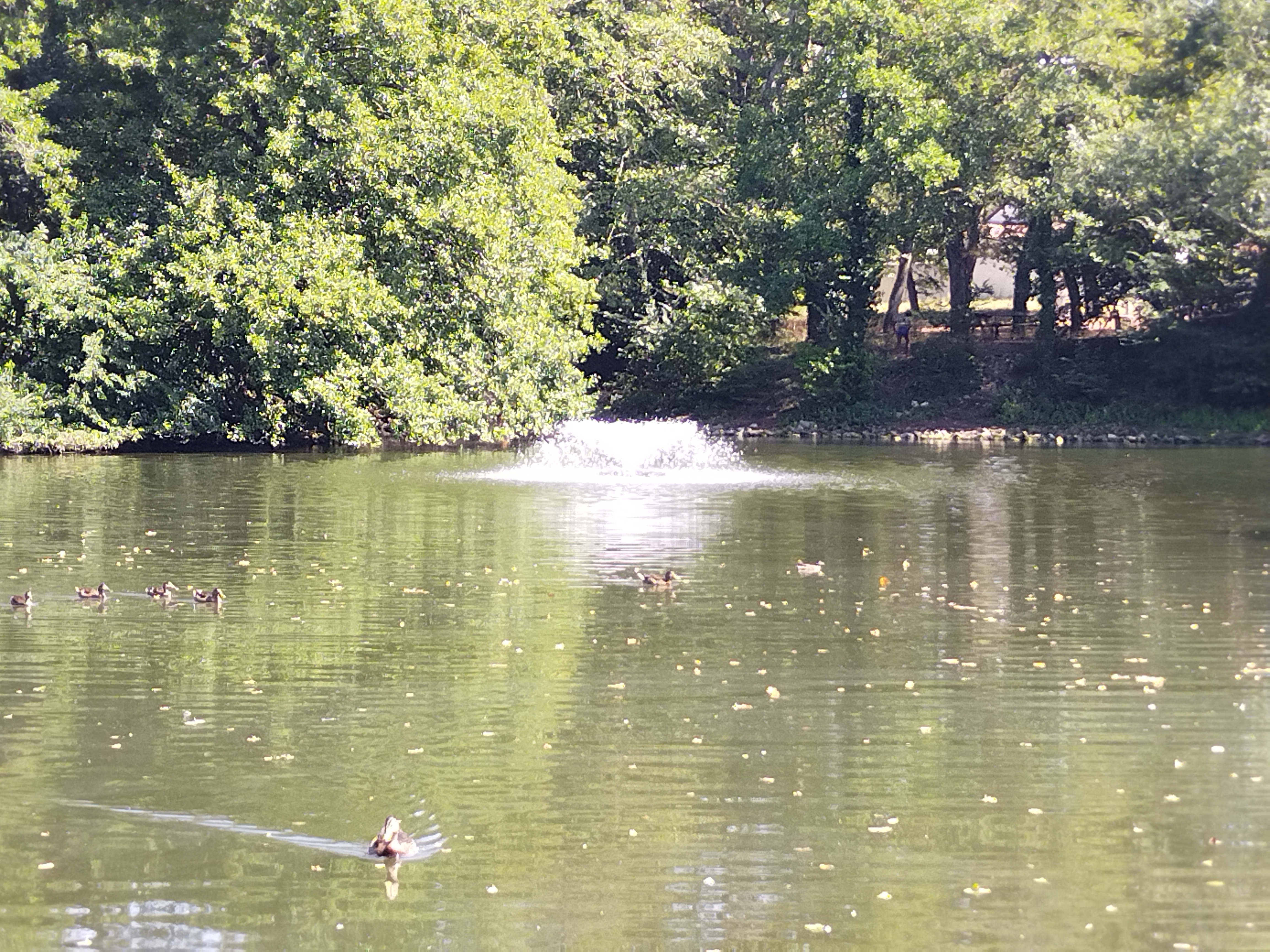 Photo n° 1 de l'avis de rose.i fait le 06/08/2022 à 16:51