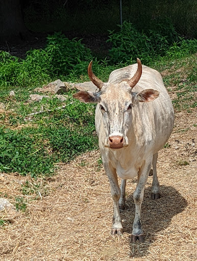 Park «Buffalo Trace Park», reviews and photos, 1540 US-150, Palmyra, IN 47164, USA