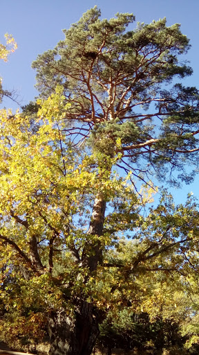 BIGMAT PASCUAL ANTOLÍN en Quintanar de la Sierra, Burgos