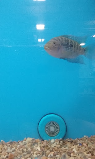 Pet Supply Store «PetSmart», reviews and photos, 2920 Little Rd, Trinity, FL 34655, USA