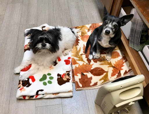 Northeast Animal Clinic image