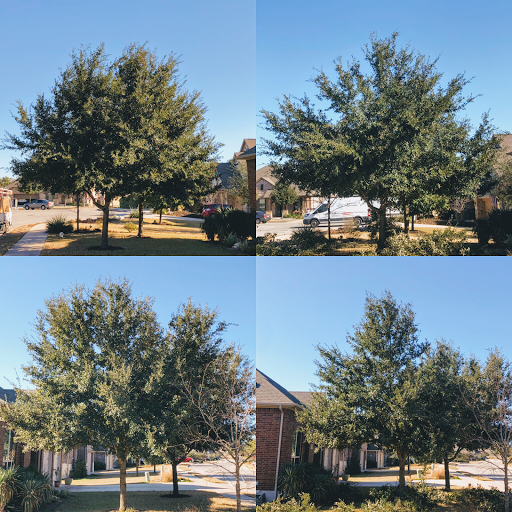 Boxwood Insects And Mite Pests 5
