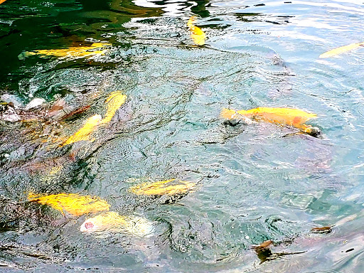 Resort «Smoke Hole Caverns», reviews and photos, 8290 N Fork Hwy, Cabins, WV 26855, USA