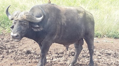 Photos of K Z N Wildlife