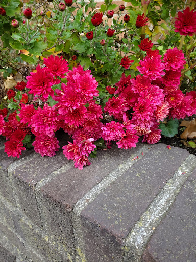 Park «Asser Levy Park», reviews and photos, 302 Sea Breeze Ave, Brooklyn, NY 11224, USA