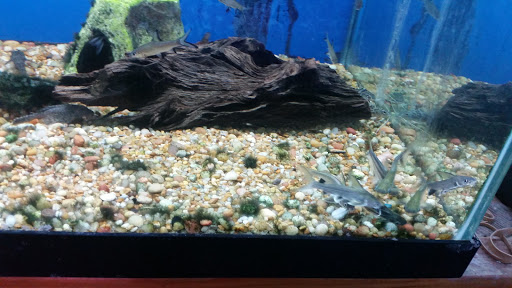 Pet Store «Pets World», reviews and photos, 147 Bridge St, Weymouth, MA 02191, USA