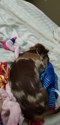 Pet Supply Store «PetSmart», reviews and photos, 7574 Voice of America Centre Dr, West Chester Township, OH 45069, USA