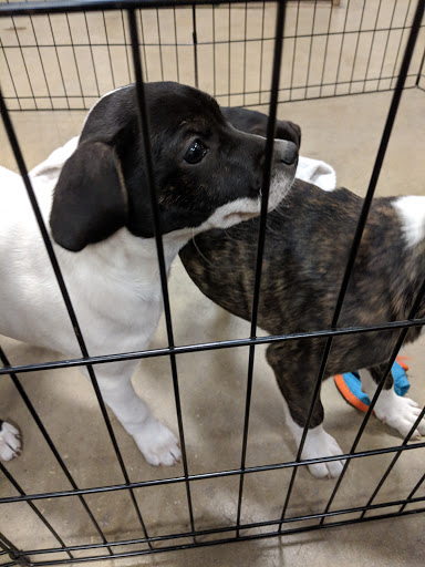 Pet Supply Store «PetSmart», reviews and photos, 3736 SW Archer Rd, Gainesville, FL 32608, USA