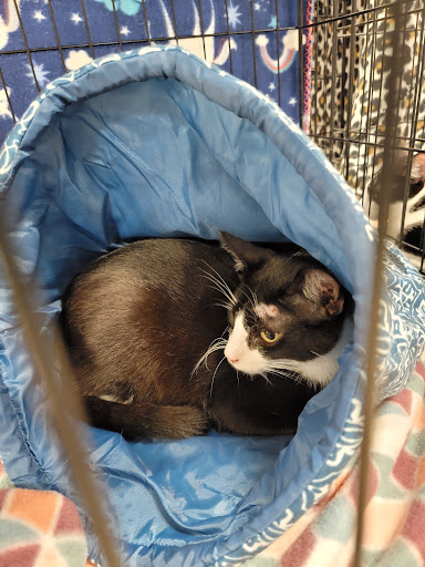 Pet Supply Store «PetSmart», reviews and photos, 5435 W TX-1604 Loop N, San Antonio, TX 78253, USA