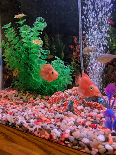 Pet Store «Fish Bowl Aquarium & Pet Mart», reviews and photos, 425 Pleasant St # 21, Fall River, MA 02721, USA